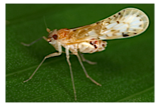 FLOW planthopper fulgoroidea fulgoromorpha insect